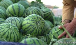 陇南市网红吃瓜群微信,揭秘当地美食圈的热议焦点