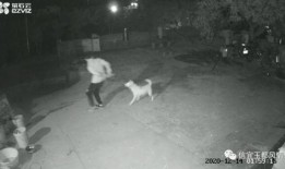 大狗最新爆料视频大全集